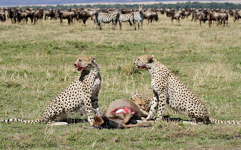 9 days calving season safaris.