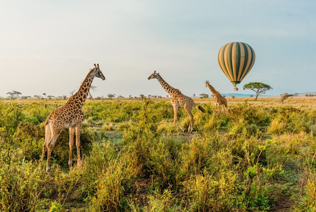 When is the Best Time for a Safari in Tanzania?