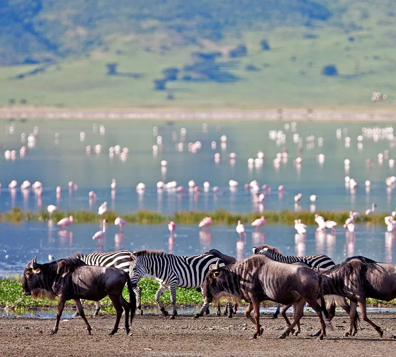 When is the Best Time for a Safari in Tanzania?