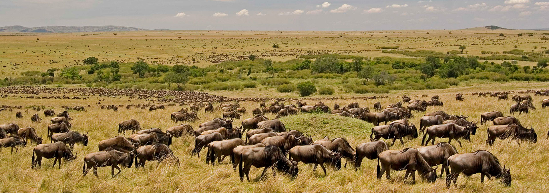 When is the Best Time for a Safari in Tanzania?