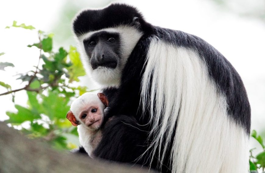 Animals on Mount Kilimanjaro | Wildlife You May See During the Climb 1 Colobus monkey in Kilimanjaro rainforest 1