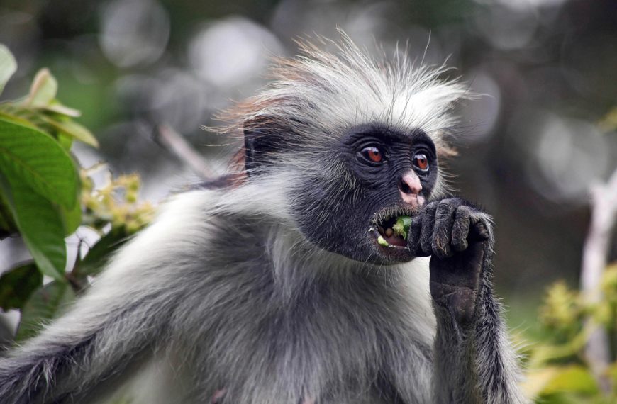 Animals on Mount Kilimanjaro | Wildlife You May See During the Climb 2 Colobus monkey in Kilimanjaro rainforest
