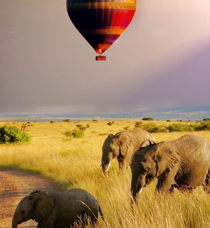 Elephants viewed from hot air balloon