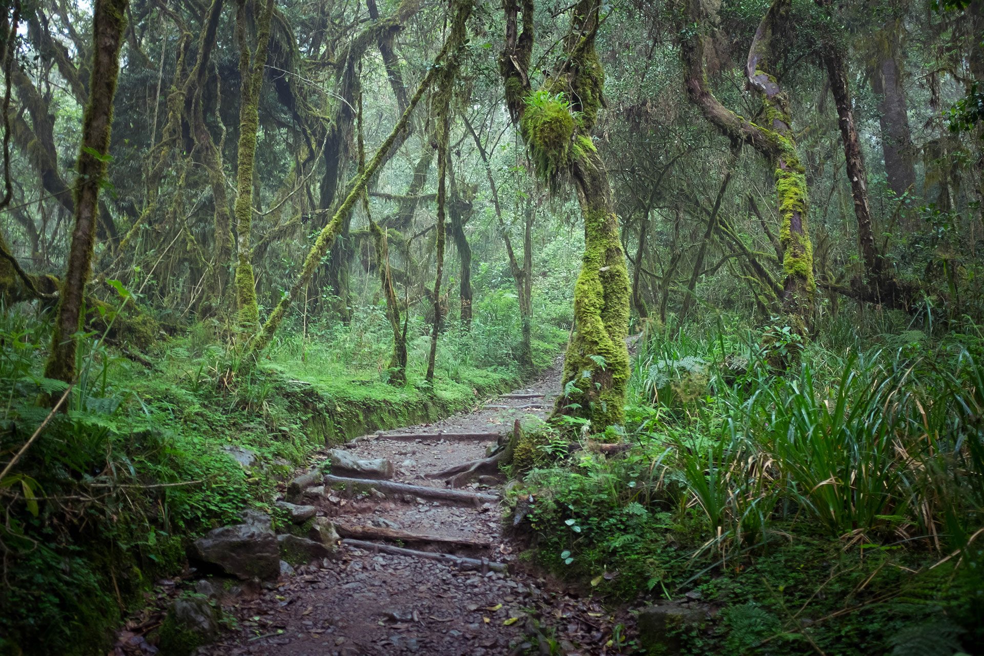 Rainforest trail on Mount Kilimanjaro during rainy season