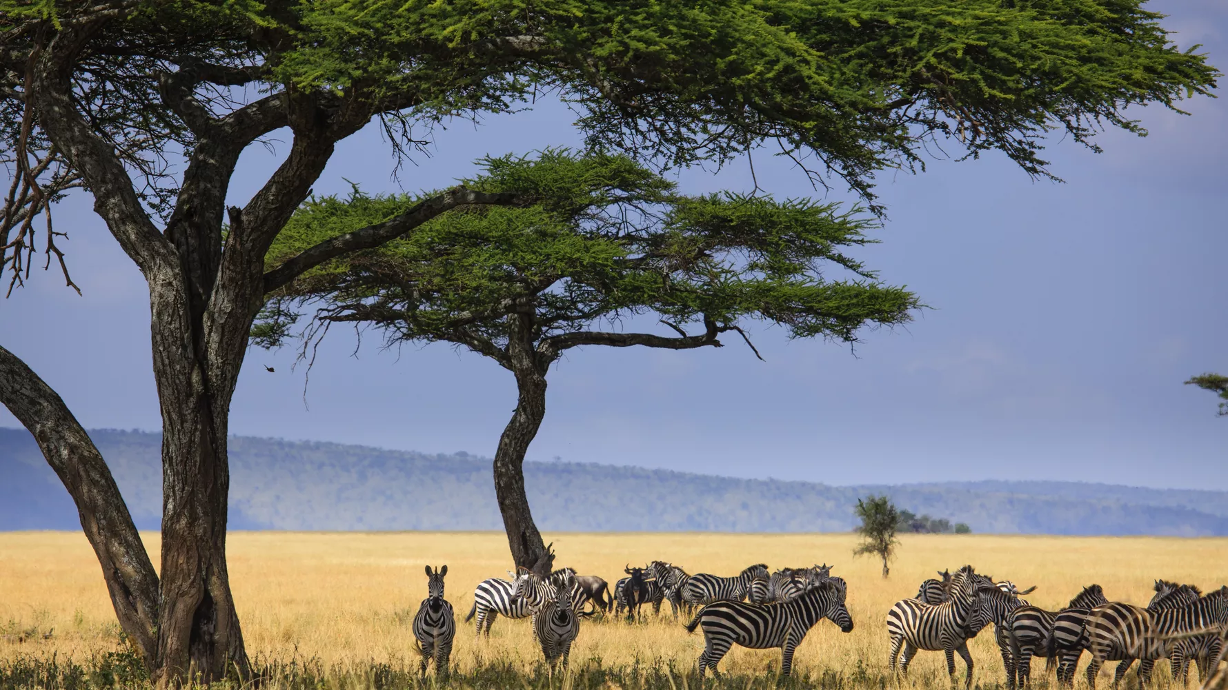Serengeti National Park guide