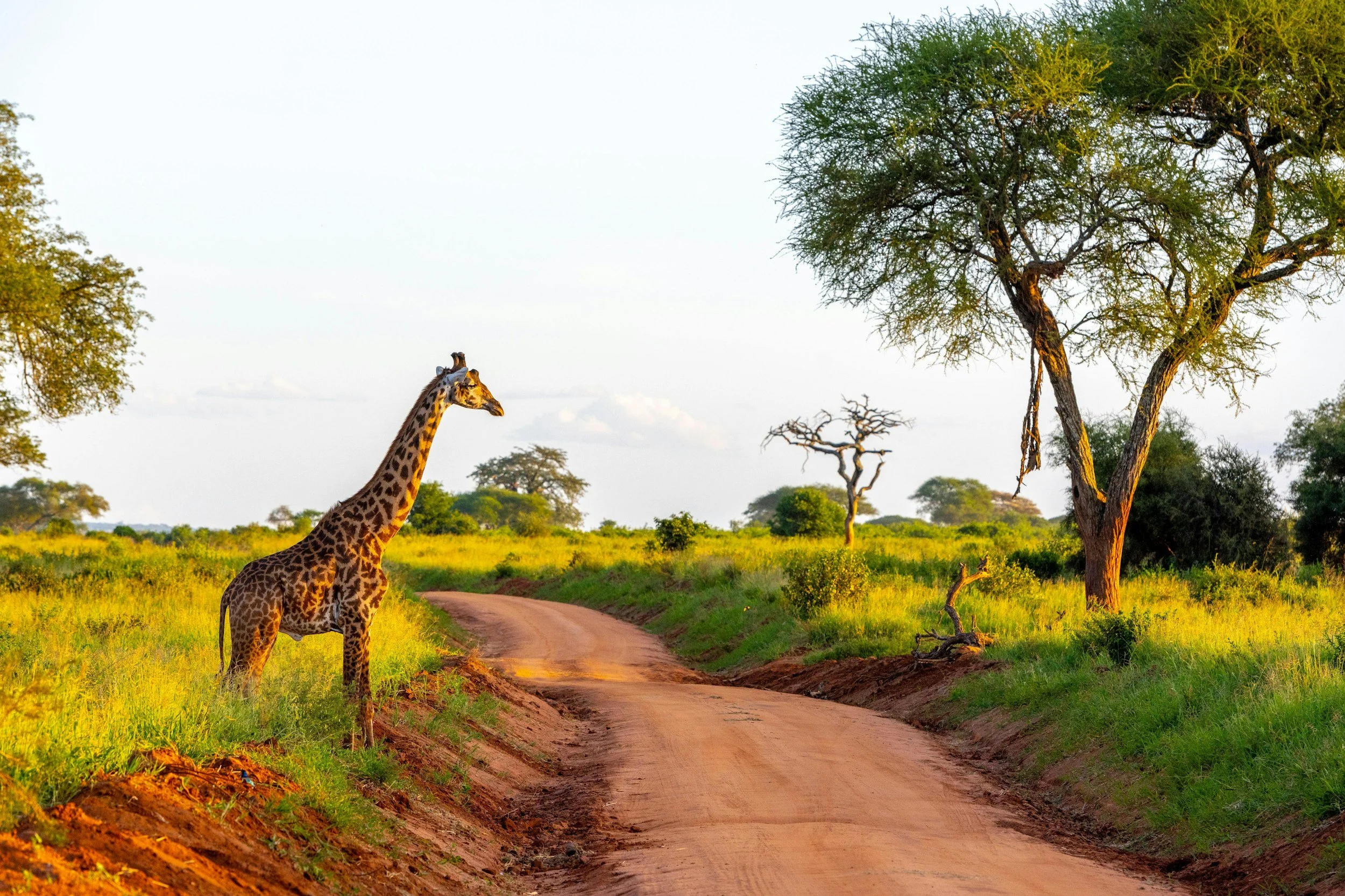 What I Wish I Knew Before Visiting Tanzania for Safari | Essential Travel Guide