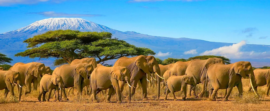 What I Wish I Knew Before Visiting Tanzania for Safari
