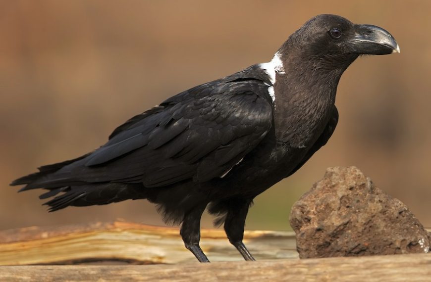 Animals on Mount Kilimanjaro | Wildlife You May See During the Climb 4 White necked raven flying near camp