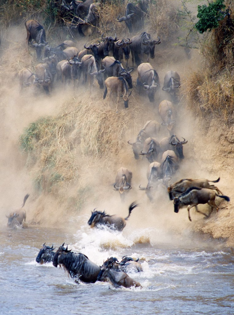 Wildebeest during Great Migration in Serengeti National Park