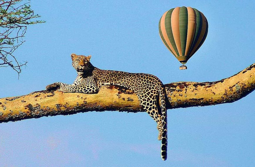 serengeti balloon