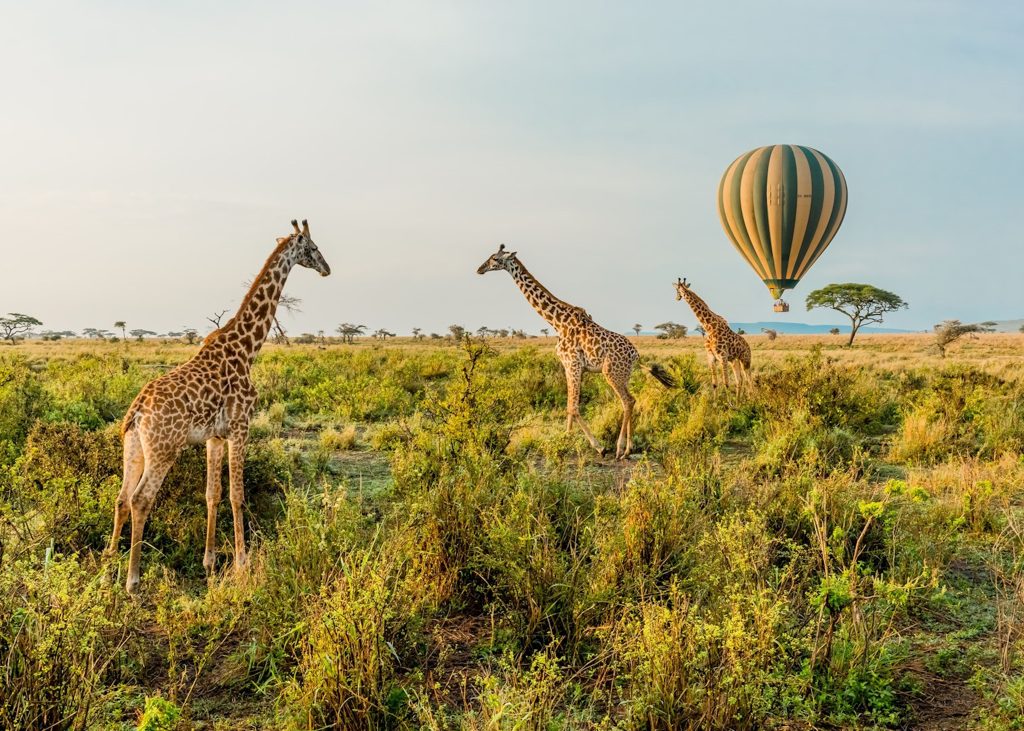 Perfect 5, 7, and 10 Day Tanzania Safari Itineraries | Boko Explorers 44 Tanzania Safari Itineraries