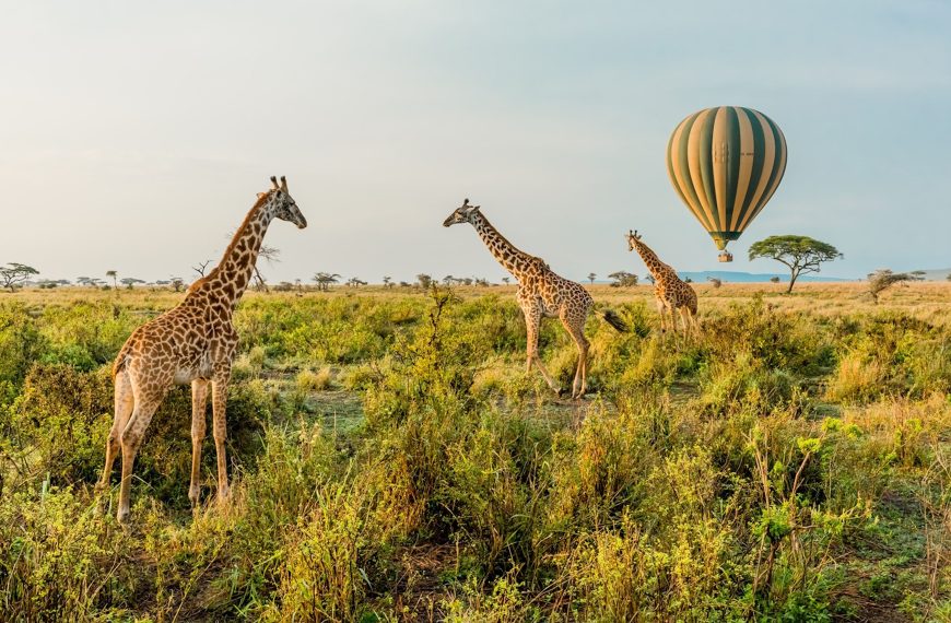 Serengeti National Park Safari Guide | Best Time, Wildlife & Travel Tips 5 Tanzania Safari Itineraries