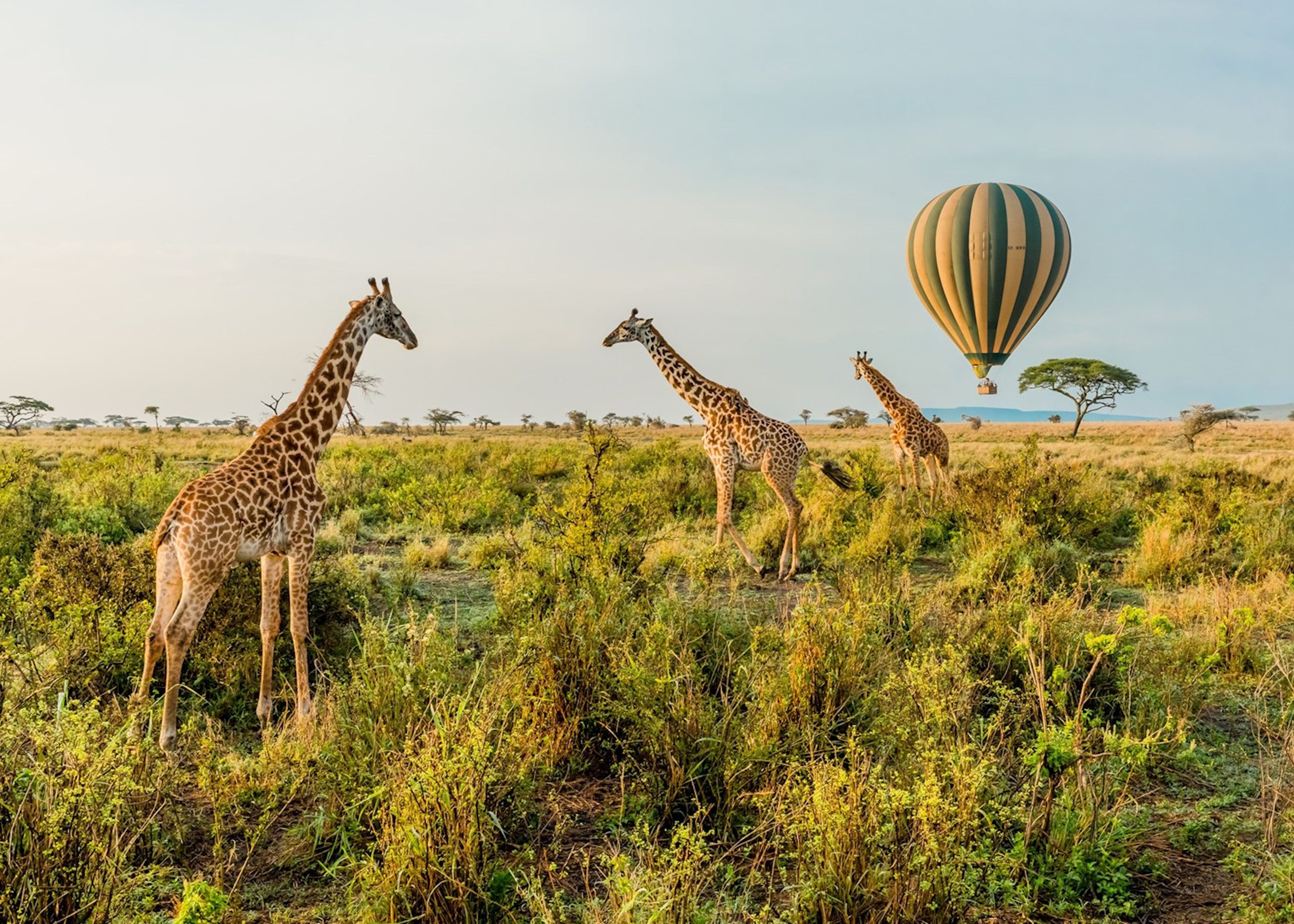 Home 127 Tanzania Safari Itineraries
