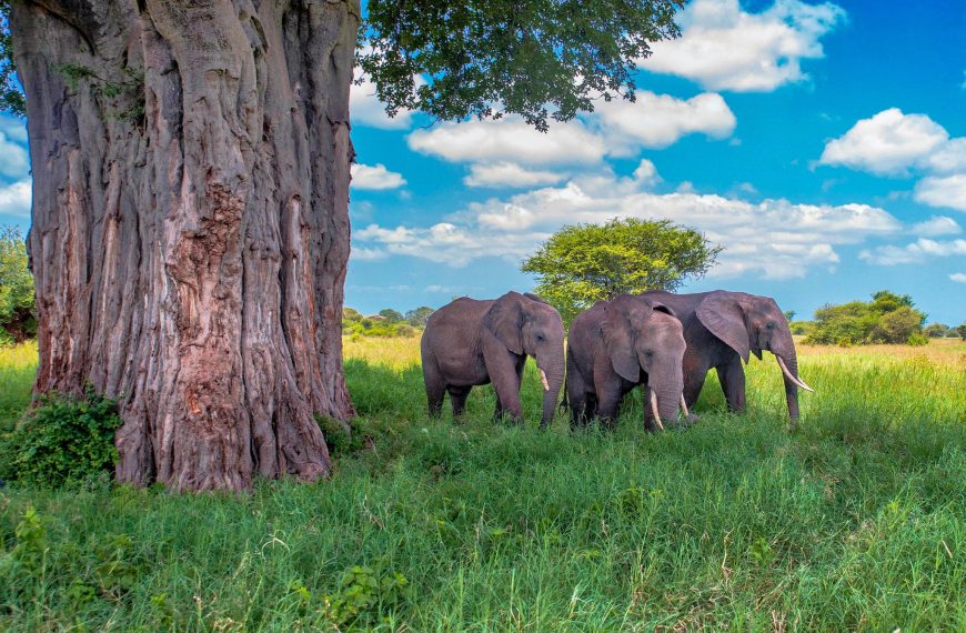 The Big Five Animals of Tanzania | Ultimate Safari Guide by Boko Explorers 8 African Elephants