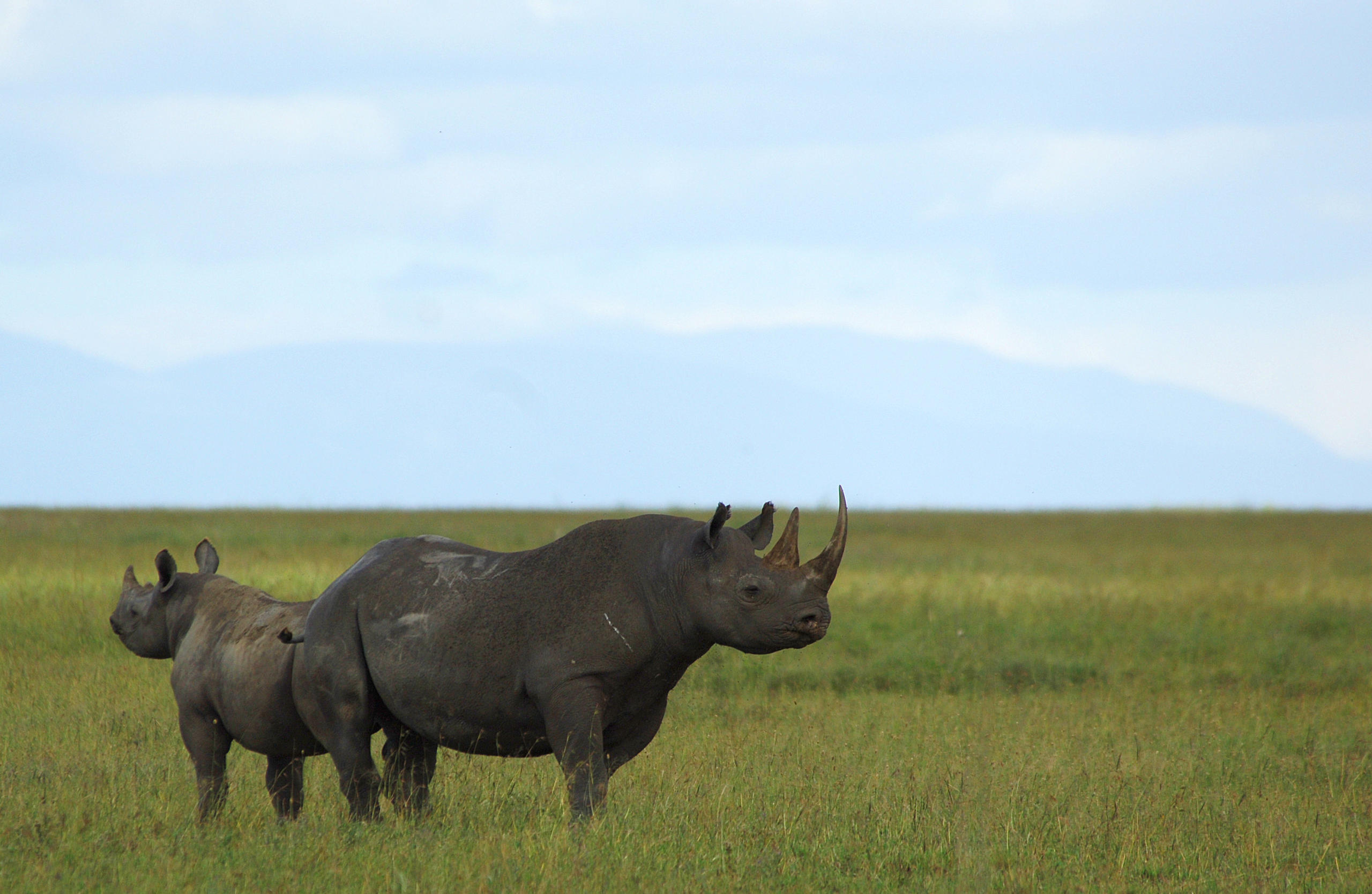 The Big Five Animals of Tanzania | Ultimate Safari Guide by Boko Explorers 6 Black rhino in Ngorongoro
