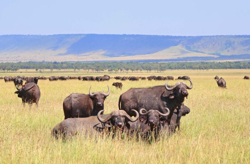 The Big Five Animals of Tanzania | Ultimate Safari Guide by Boko Explorers 5 Buffalo herd in Ngorongoro