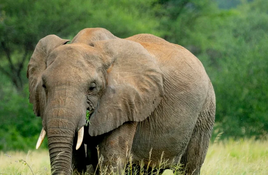 Elephant Safari