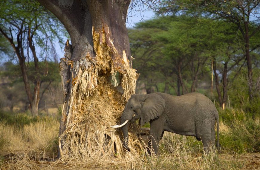 The Big Five Animals of Tanzania | Ultimate Safari Guide by Boko Explorers 2 Elephants near baobab tree
