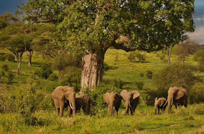 Elephants near baobab tree in Tarangire