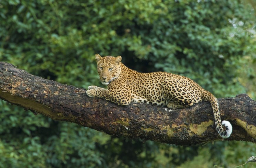 The Big Five Animals of Tanzania | Ultimate Safari Guide by Boko Explorers 4 Leopard resting in acacia tree