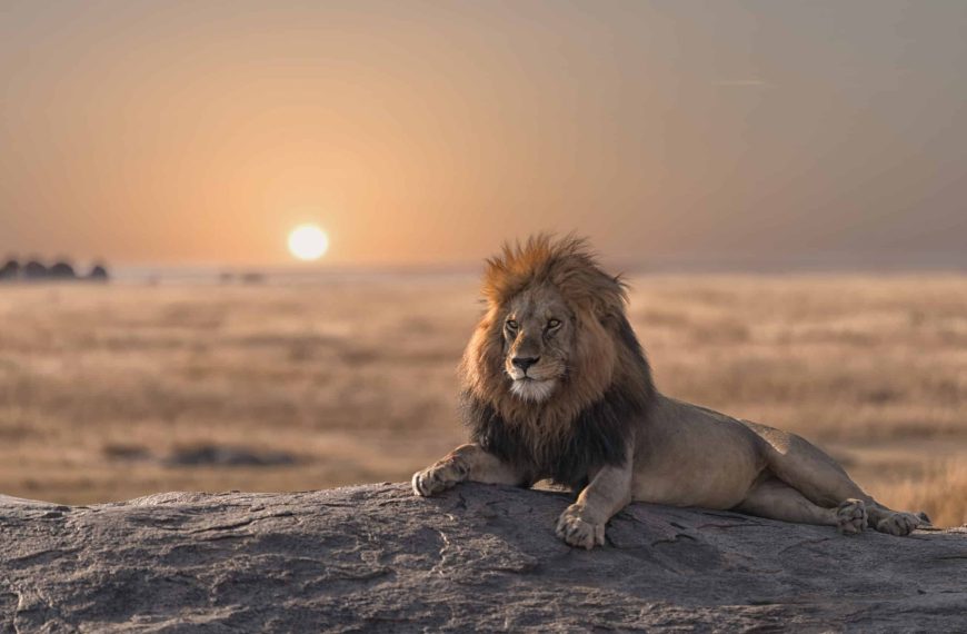 Photographic Safari in Tanzania | Ultimate Guide for Wildlife Photography 3 Lion at sunset in Serengeti