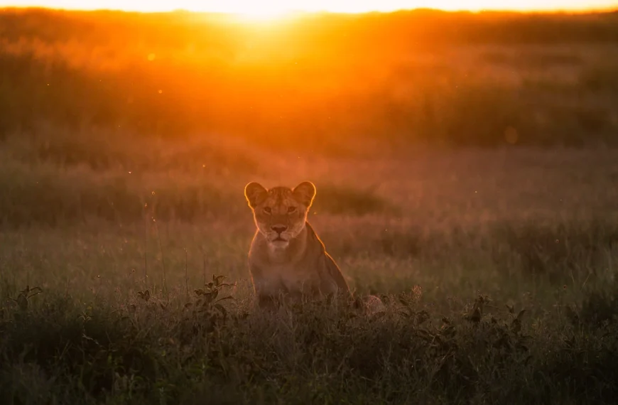 Photographic Safari in Tanzania | Ultimate Guide for Wildlife Photography 4 Lion at sunset in Serengeti