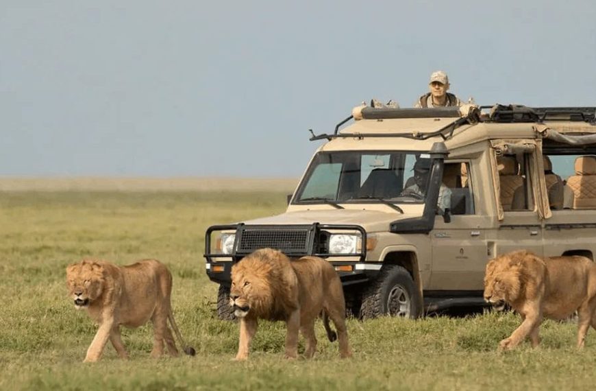 Best Place to See Lions in Tanzania | Top Safari Destinations with Boko Explorers 3 Lion in Tarangire National Park