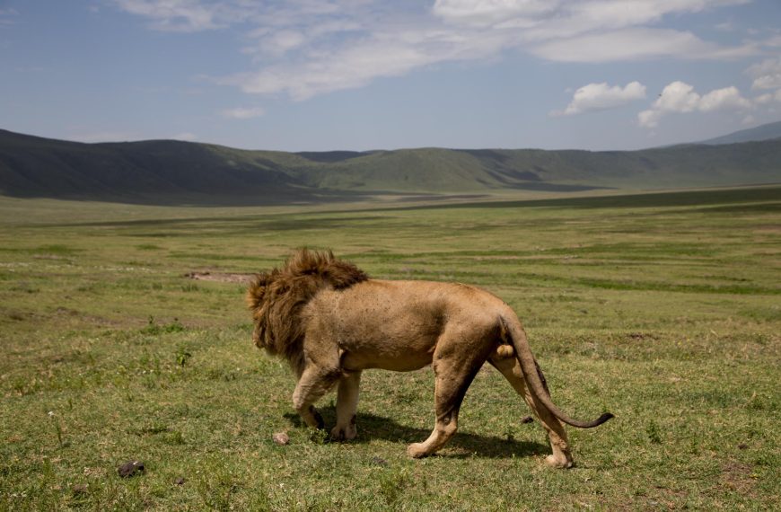 Lion in ngorongoro National Park
