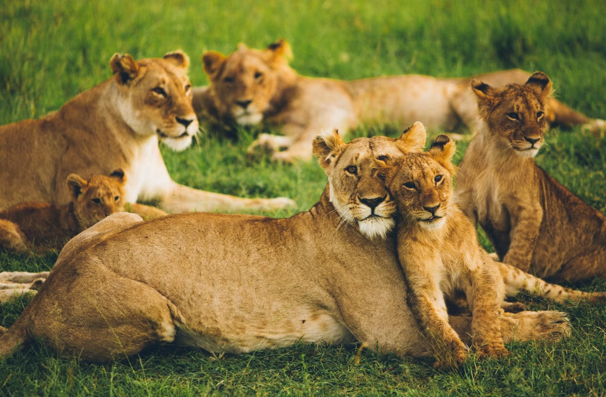 Serengeti National Park Safari Guide | Best Time, Wildlife & Travel Tips 2 Lion pride resting in grass