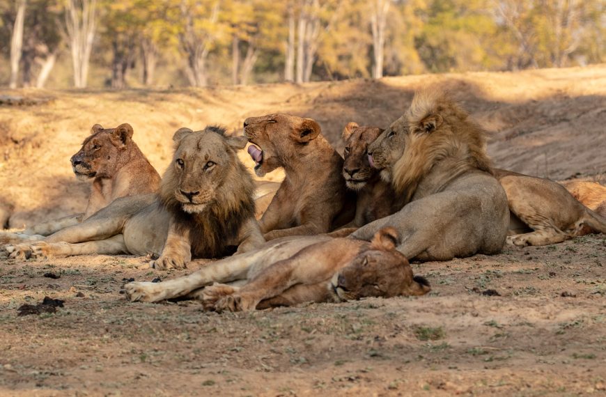 The Big Five Animals of Tanzania | Ultimate Safari Guide by Boko Explorers 7 Serengeti National Park