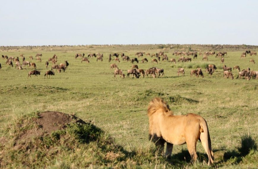Where to See the Great Migration in Serengeti National Park | Complete Migration Guide 3 Lion watching migration herd