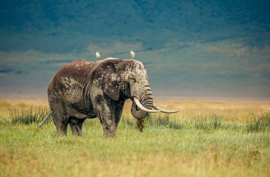 Ngorongoro Crater wildlife landscape