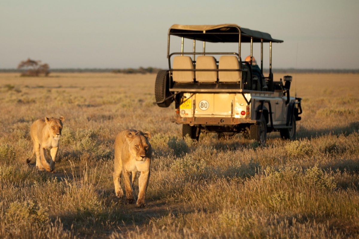 Photographic Safari in Tanzania | Ultimate Guide for Wildlife Photography 1 Photographer in safari vehicle capturing a lion