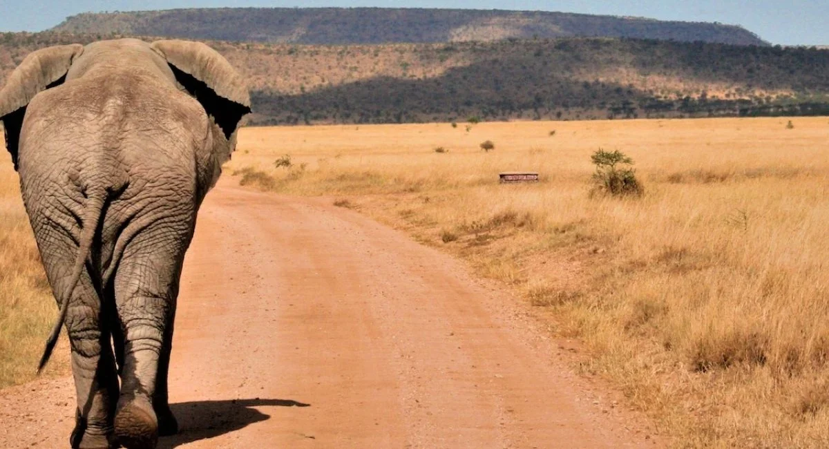 Safari jeep watching elephants in Serengeti