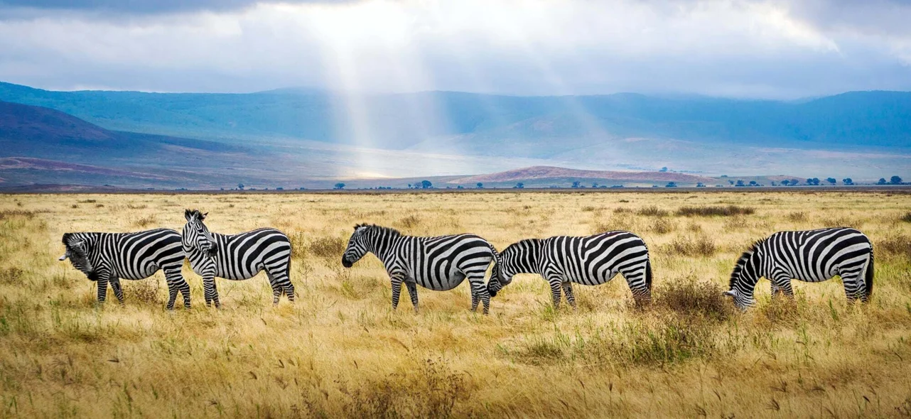 Top National Parks to Visit in Tanzania | Best Safari Destinations Guide 1 Safari landscape with wildlife in Tanzania