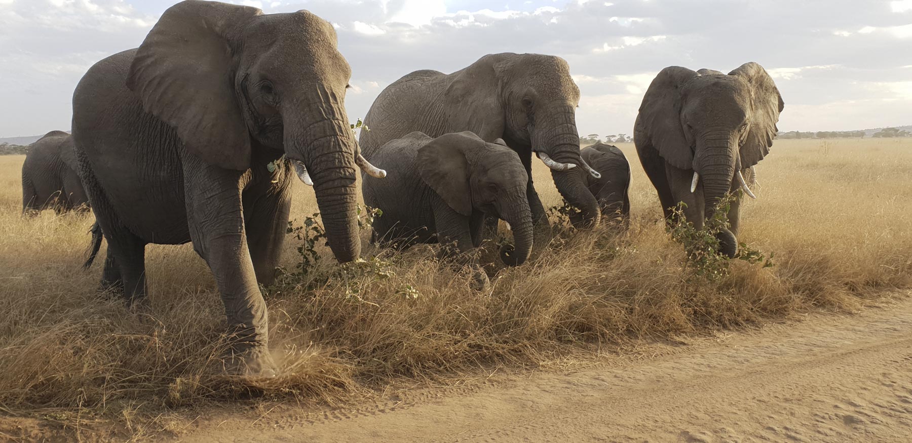 Home 102 Tanzania Safari Cost Guide