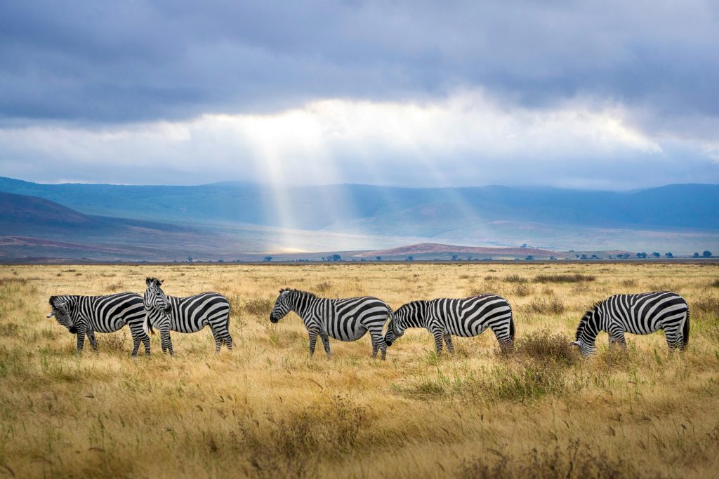 Tanzania Travel Guide 2026 | Safari, Kilimanjaro & Zanzibar Adventures 28 Tanzania Travel Guide 2026 | Safari, Kilimanjaro & Zanzibar Adventures