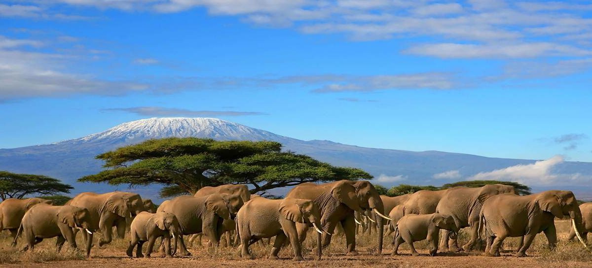 Tanzania safari from Moshi