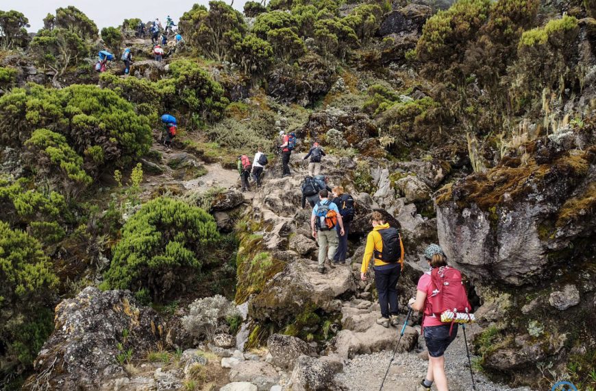 Trekkers hiking on Kilimanjaro trail