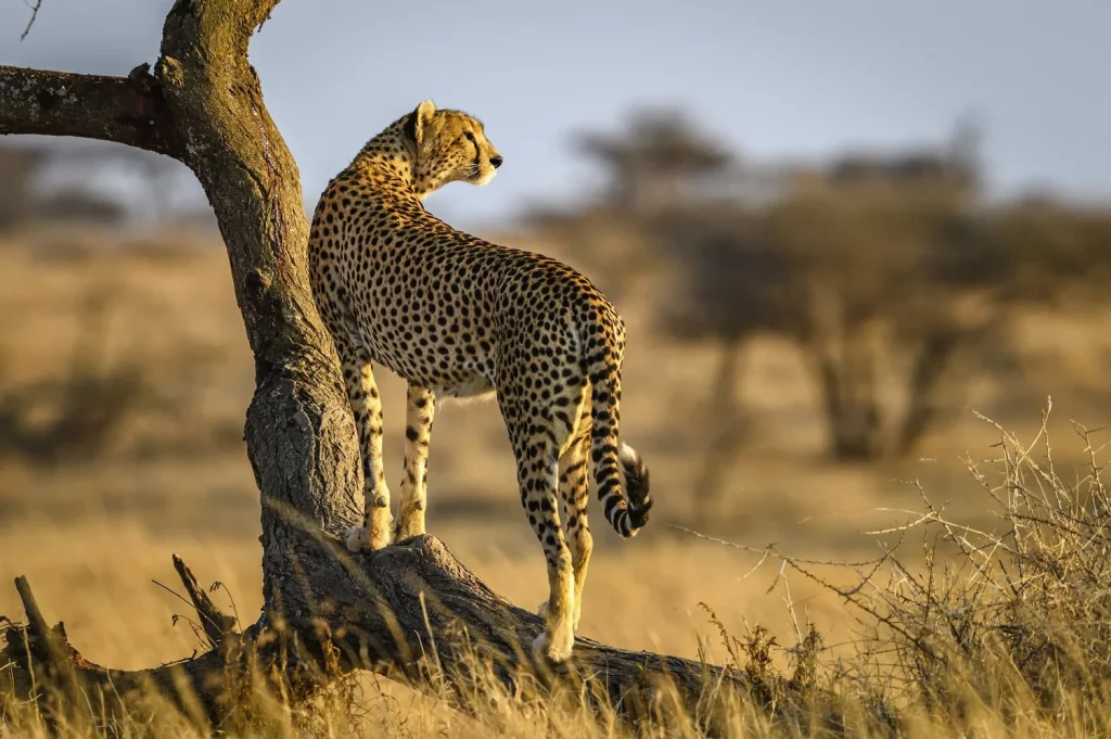 Ultimate Tanzania Safari Guide 21 Ultimate Tanzania Safari Guide