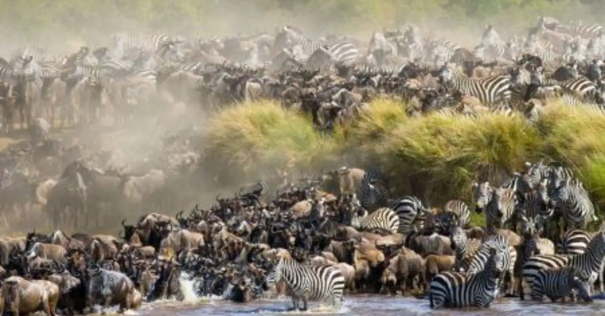 Ultimate Tanzania Safari