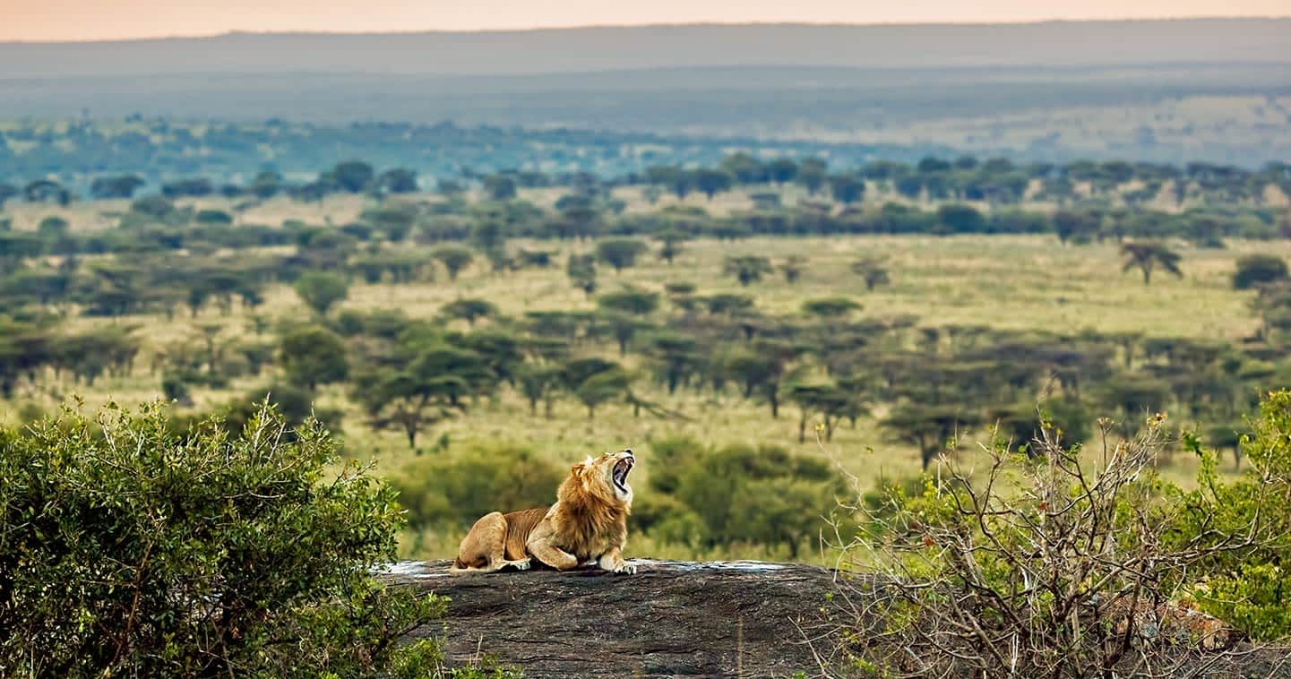 Serengeti National Park Safari Guide | Best Time, Wildlife & Travel Tips 1 Wide view of Serengeti plains with wildlife 1 1