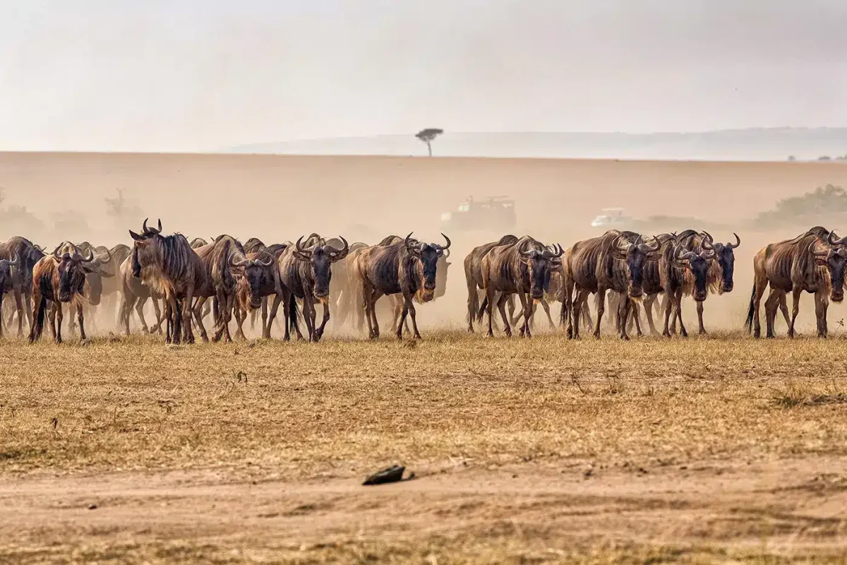 Where to See the Great Migration in Serengeti National Park | Complete Migration Guide 6 Wildebeest Migration at Serengeti National Park Tanzania