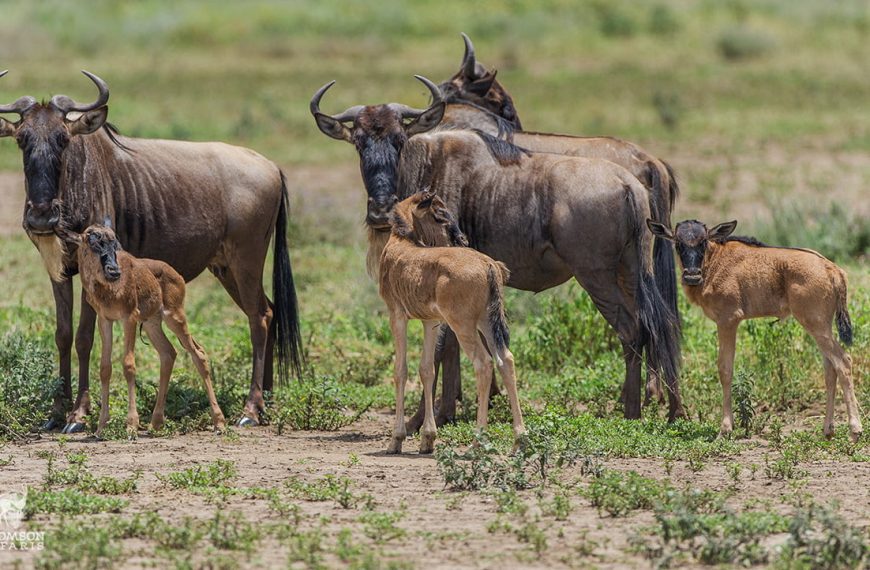 Where to See the Great Migration in Serengeti National Park | Complete Migration Guide 2 Wildebeest calves during migration