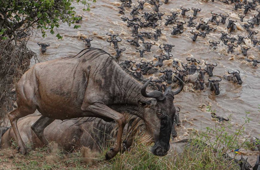 Wildebeest migration crossing river