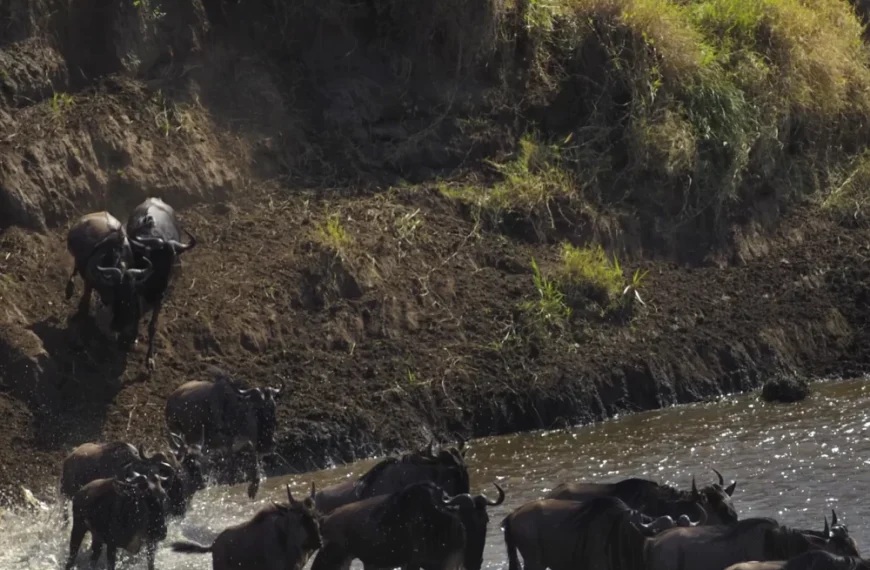 Wildebeest migration crossing river