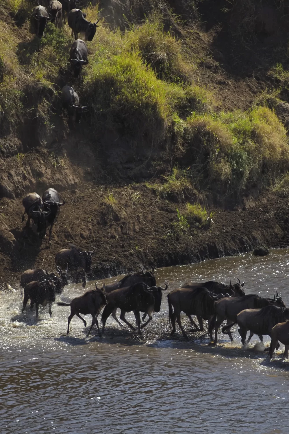 Photographic Safari in Tanzania | Ultimate Guide for Wildlife Photography 2 Wildebeest migration crossing river