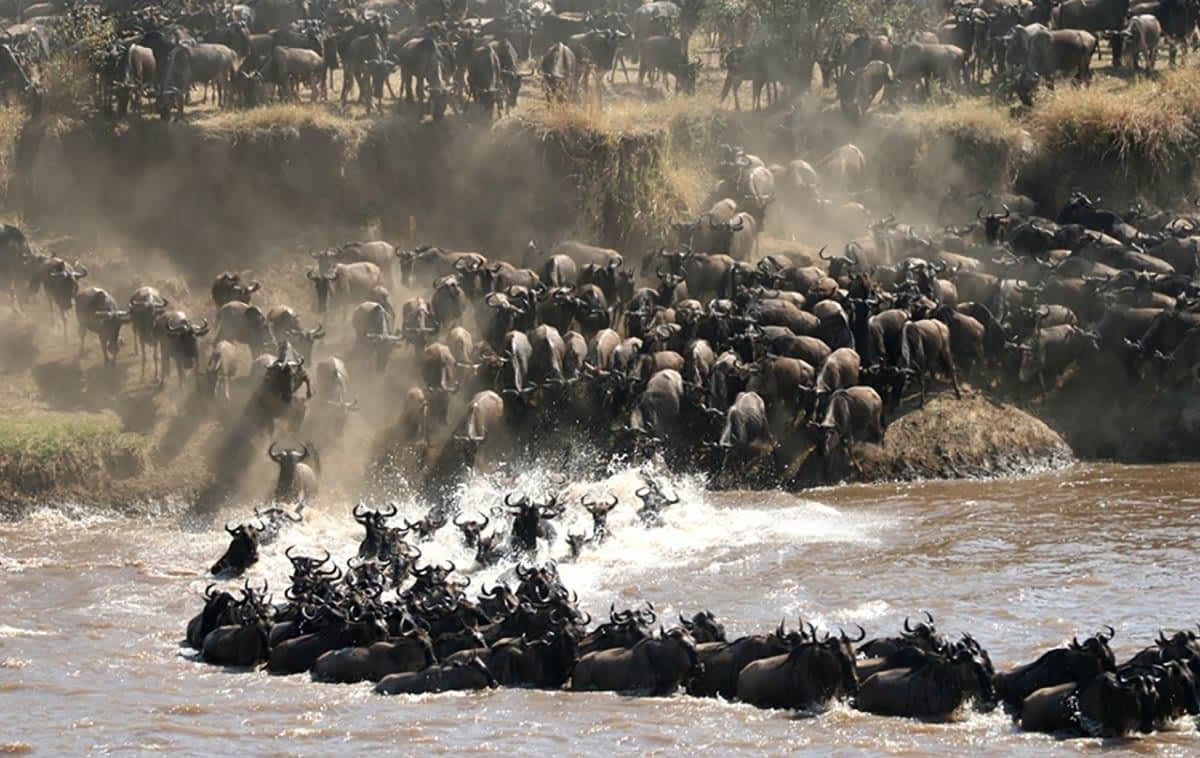 Tanzania Safari vs Kenya Safari | Which African Safari Is Better? 1 where to see the great migration in Serengeti