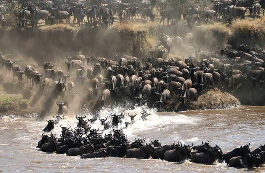 Where to See the Great Migration in Serengeti National Park | Complete Migration Guide 4 where to see the great migration in Serengeti
