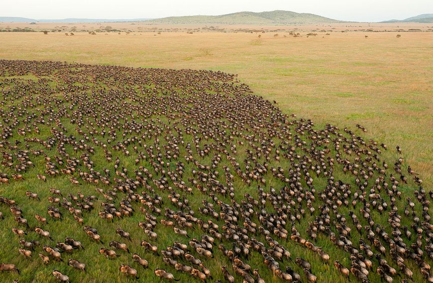 Wildebeest migration on Serengeti plains
